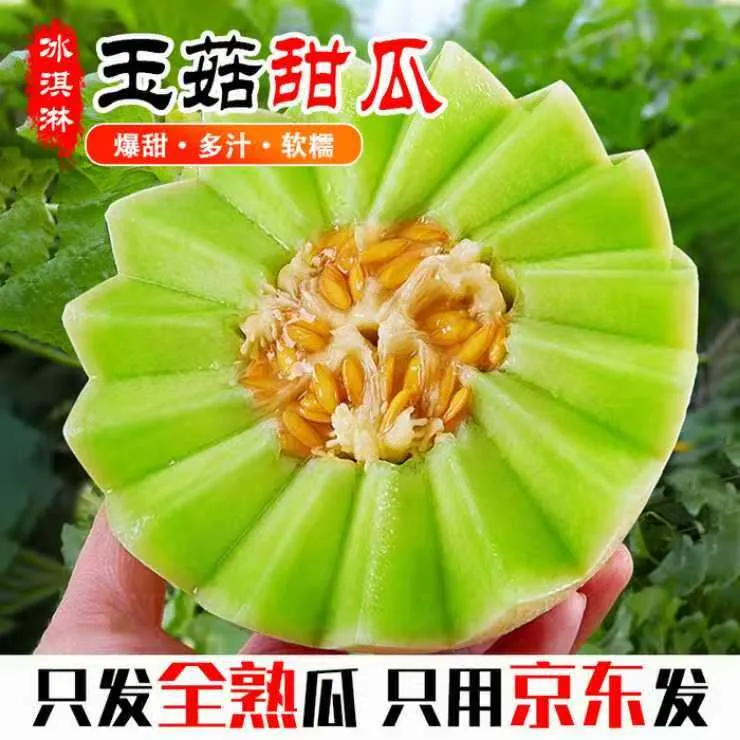 沃野农乡|正宗头茬冰淇淋玉菇甜瓜香瓜水果产地直发特大果网纹瓜商品图