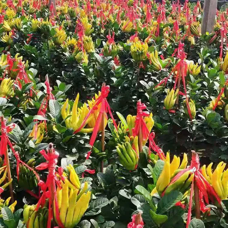 室内阳台四季盆栽招财植物绿植盆景花卉
