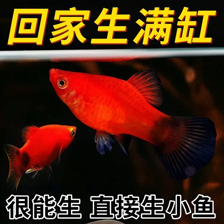 米奇鱼月光鱼胎生鱼小型鱼新手推荐好养活孔雀鱼新手包邮观赏鱼苗