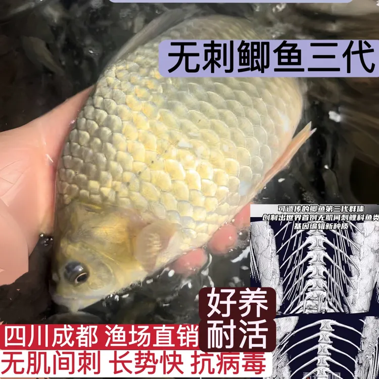【只卖正品】无刺鲫鱼三代喵好养耐活四川优质鲫鱼活水族活体鱼