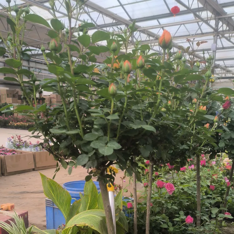 嫁接多色棒棒糖月季树桩浓香型彩虹月季花卉大花欧月