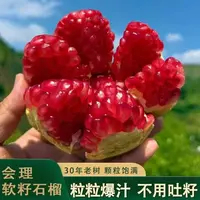 四川会理软籽石榴新鲜当季水果爆甜多汁饱满xx