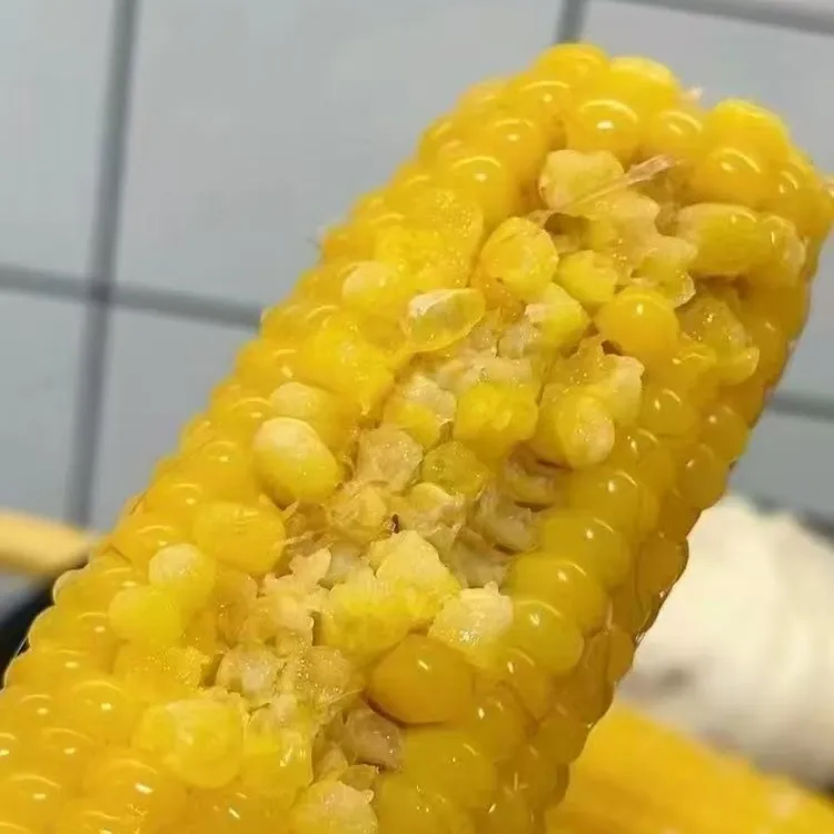 【旭鹏粉专属】2025东北黑土黄糯玉米软糯香甜粗粮代餐整箱2500g