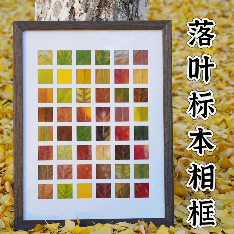 春天树叶标本相框手工diy春天叶子收集48宫格装饰画桌面摆件画框商品图
