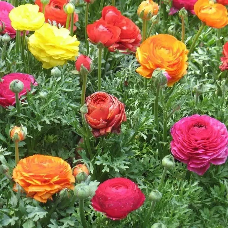 花毛茛带牙5个种球种根盆栽花卉种子进口芹叶牡丹洋牡丹室内盆栽