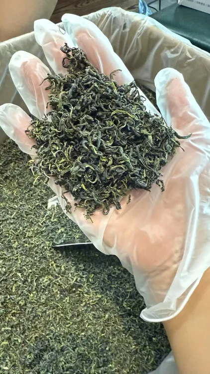 玉芽加日照绿茶组合
