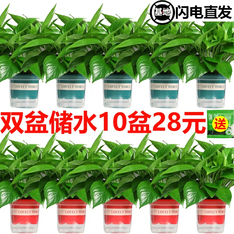 绿萝盆栽客厅除甲醛净化空气好养易活绿植物花卉吊兰绿箩批发