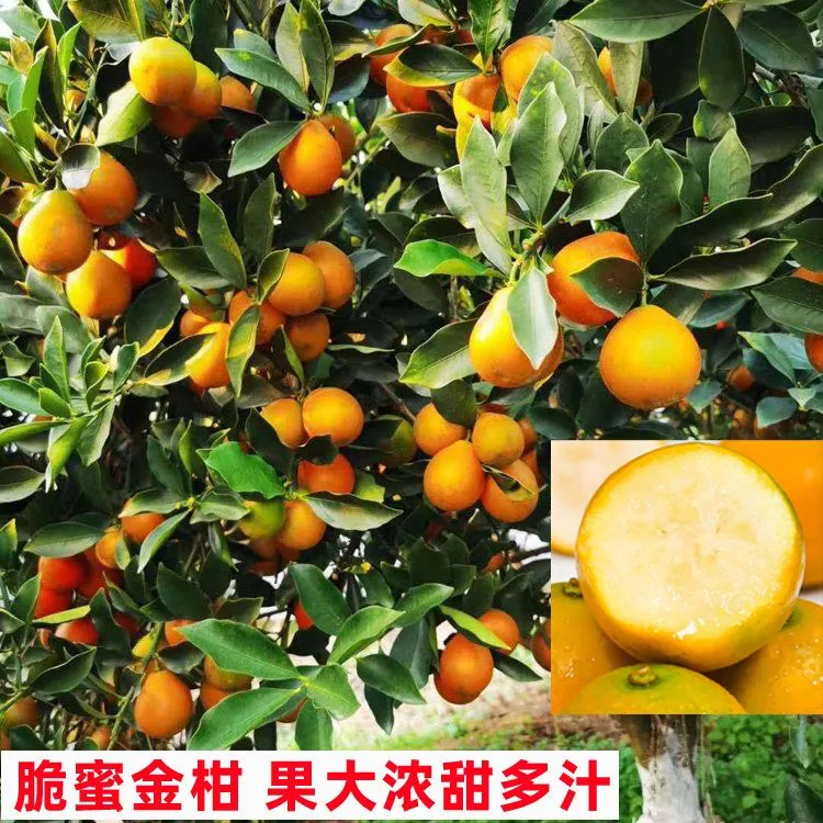 脆蜜金柑桔树苗四季可种带皮即食盆栽果树果苗