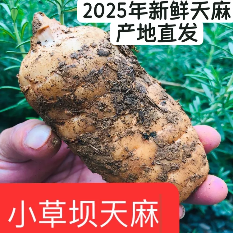 新鲜天麻云南昭通天麻正品小草坝天麻正宗天麻