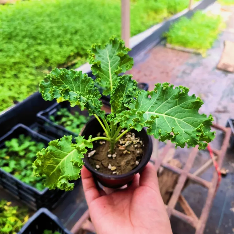 可观赏食用羽衣甘蓝大苗庭院阳台盆栽苗蔬菜四季秧苗各种菜苗秧苗