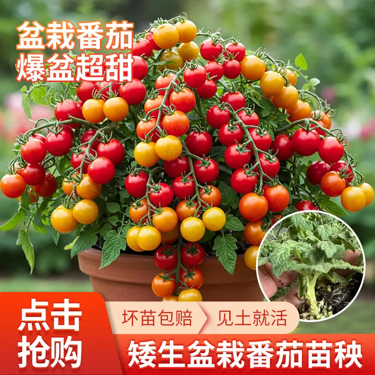 寿光矮生番茄种子可观赏食用适合阳台种植的四季蔬菜秧苗