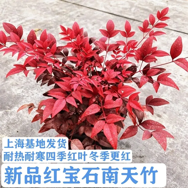 新款红宝石南天竹火焰南天竹四季常青庭院园林造景植物耐热耐寒
