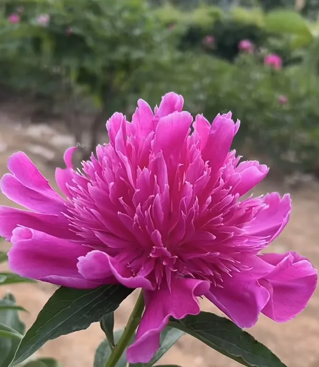 (国产)紫凤羽芍药芍药花
