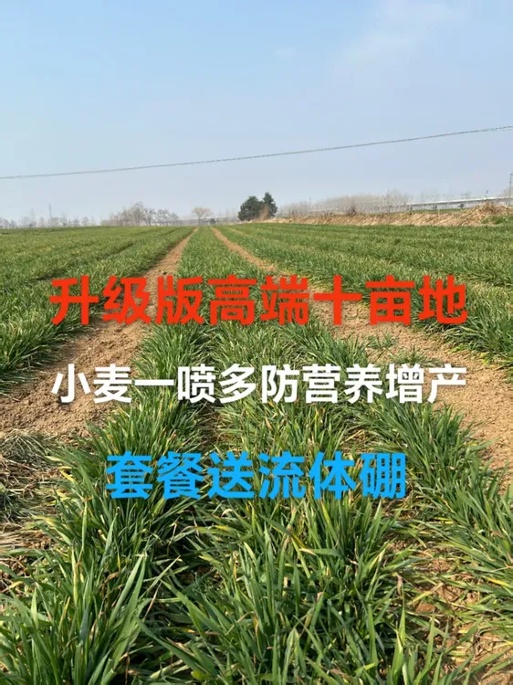 升级版高端十亩地小麦一喷多防营养增产高产套餐水溶肥送流体硼