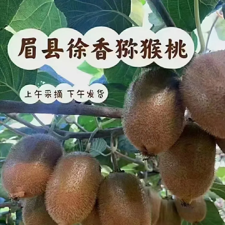 陕西眉县新鲜徐香猕猴桃现摘现发皮薄肉厚甜蜜多汁