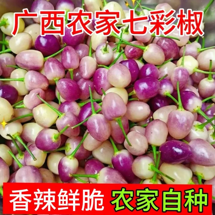 【现摘七彩椒】广西农家新鲜七彩辣椒七彩椒五色七彩椒现摘现发