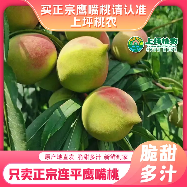 连平鹰嘴桃鹰嘴蜜桃新鲜现摘上坪鹰嘴桃脆甜爽口果园直发5-10斤