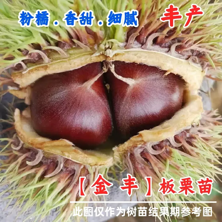 嫁接高产八月红板栗树苗早熟金丰板栗苗南方北方种植栗子果树果苗