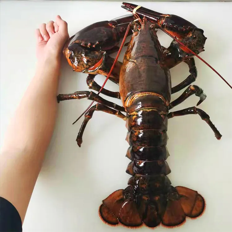 波士顿龙虾鲜活冷冻特大龙虾海鲜波龙新鲜水产冰鲜急冻