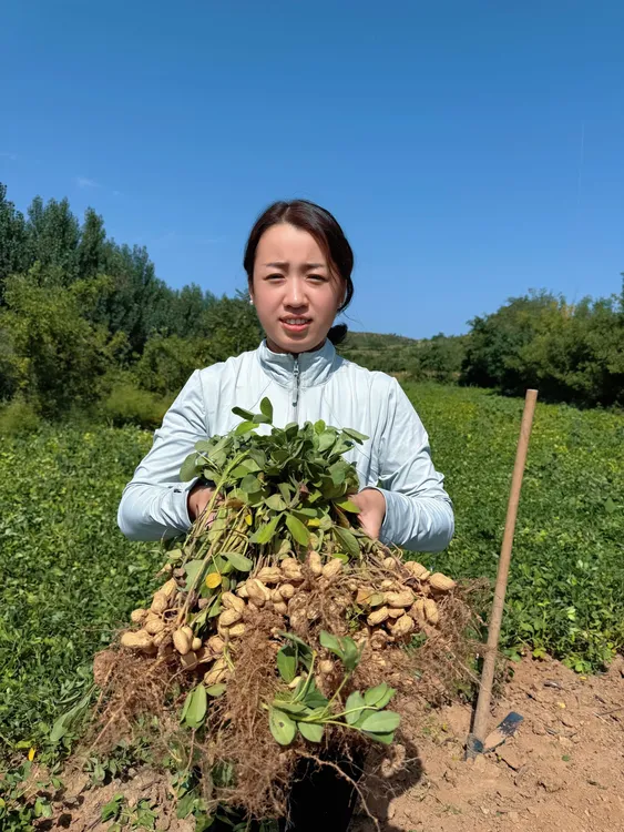 婷婷家自种当季新鲜带壳湿花生现挖现发颗颗饱满鲜甜