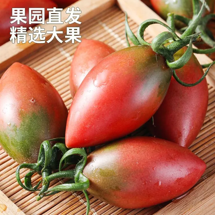 福建当季现摘盐碱地紫弹头迷彩小番茄孕妇新鲜圣女果酸甜可口