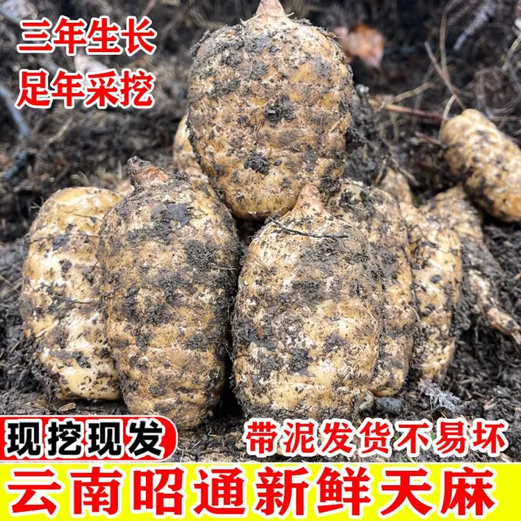 云南昭通小草坝新鲜天麻 不甜不糯不要钱 产地直发 送礼超有面