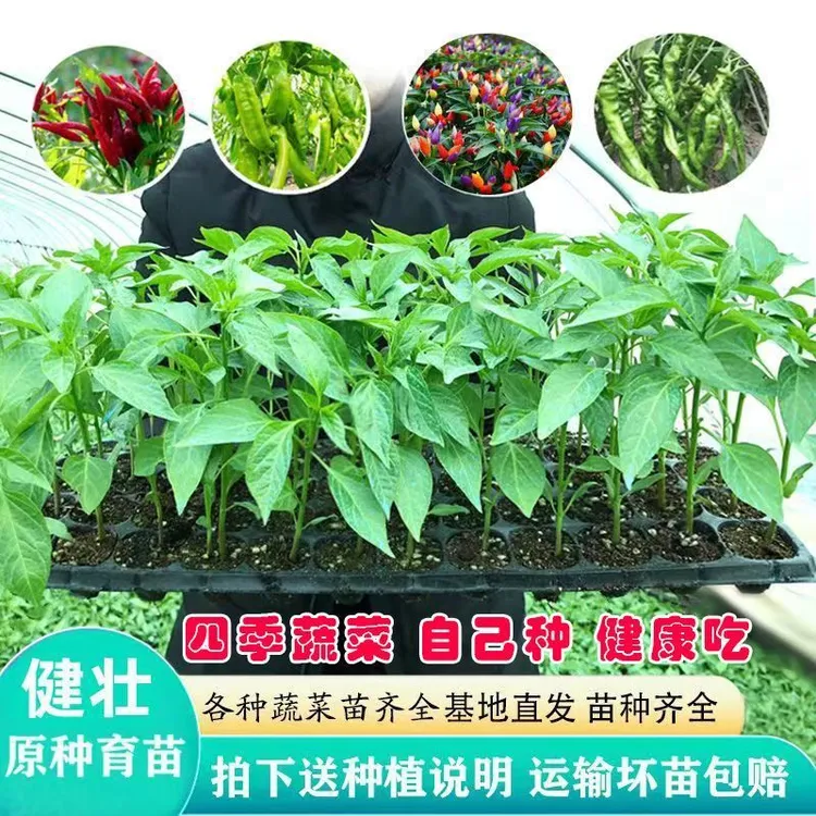 【早熟高产辣椒苗】阳台盆栽四季辣椒蔬菜苗子二荆条薄皮青椒牛角椒