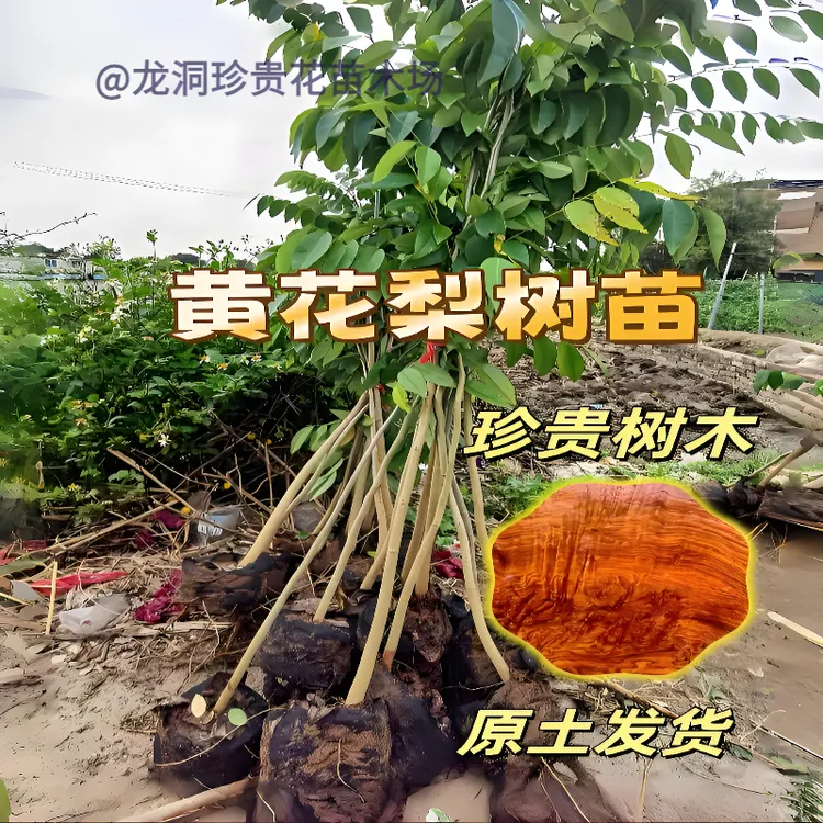 名贵黄花梨海南小叶紫檀树苗南北方庭院四季种植正宗苗木盆栽地栽