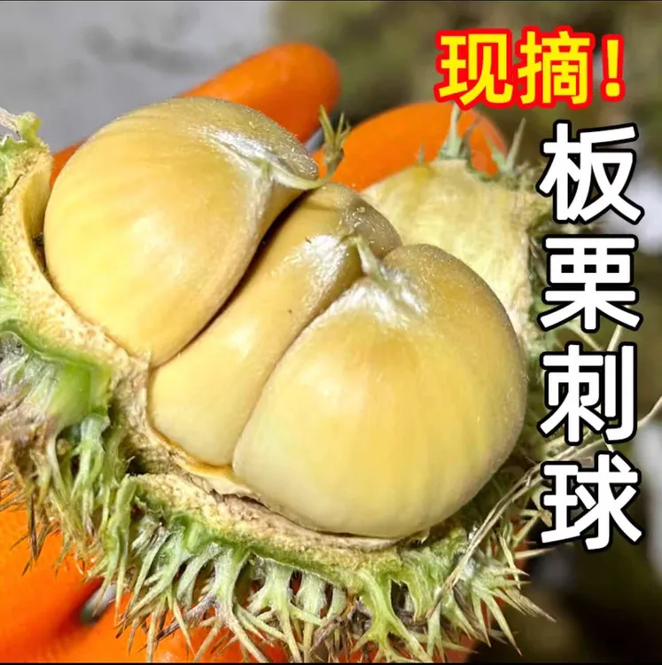 2025新鲜板栗球带刺壳栗包生鲜板栗带外壳白壳嫩板栗毛栗子刺球