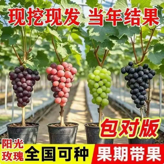 【带叶带土】葡萄树苗室内阳台盆栽庭院地栽爬藤当年结果南北方种植