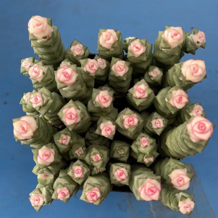 彩色鸿运当头 钱串 多肉植物