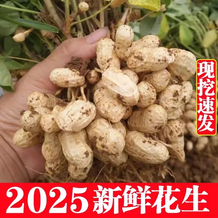 鲜花生2025新鲜湿花生现挖现发带壳湿花生人工手选农家自种花生