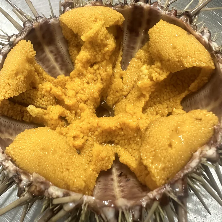 大连海胆龙王塘鲜活黄金海胆3-5只/斤顺丰包邮