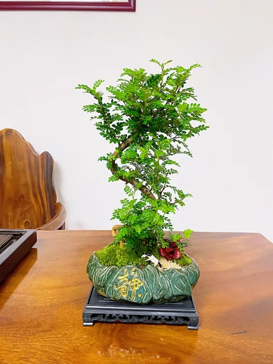 S造型清香木鲜活室内客厅办公室四季好养淡淡清香花卉绿植盆景