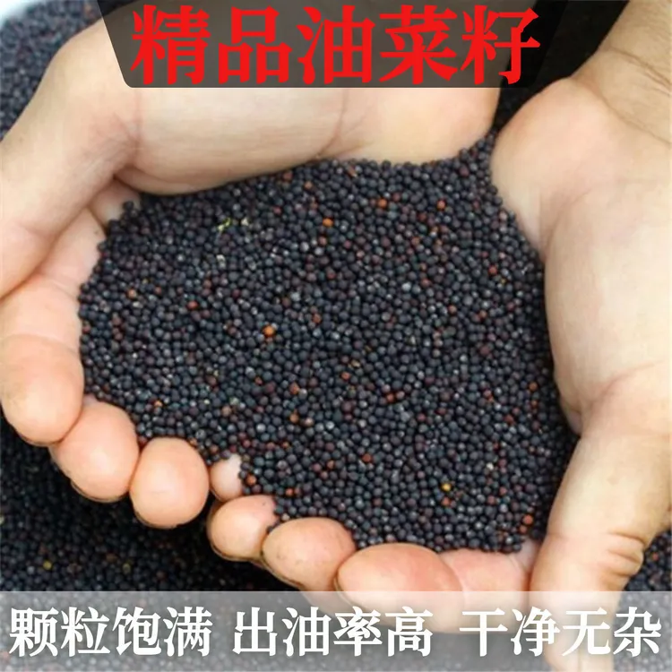 今年新菜籽农家自种非转基因高出油浓香型菜籽