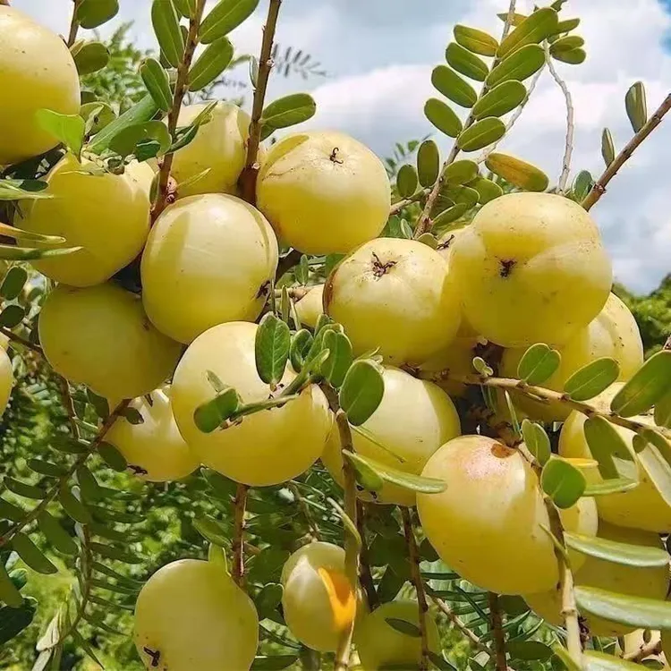 油甘果种子四季播种阳台盆栽小院种植简单夏季开花高产水果