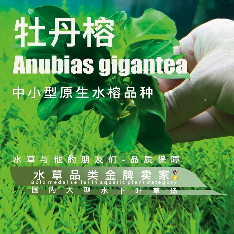 牡丹榕（100%水下叶）阴性易养无需二氧化碳（带杯发货）