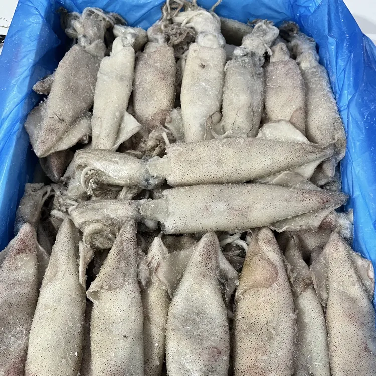 船冻原浆海兔、笔管鱼大号（一斤6-9个）