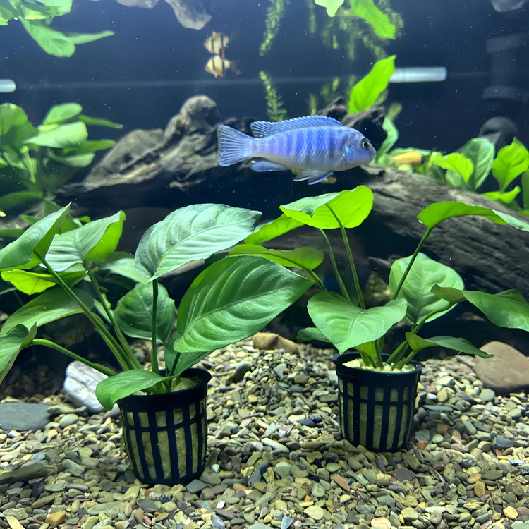 大叶巴榕水草水培活体用于鱼缸造景增氧净化水质好养活