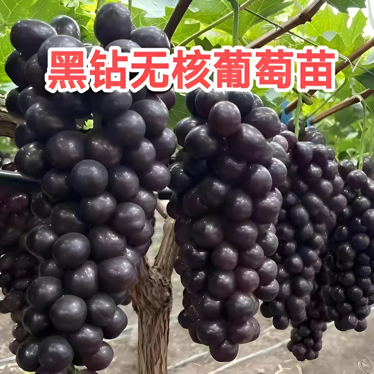 【嫁接葡萄树苗】黑钻无核葡萄苗阳光玫瑰葡萄苗盆栽地栽