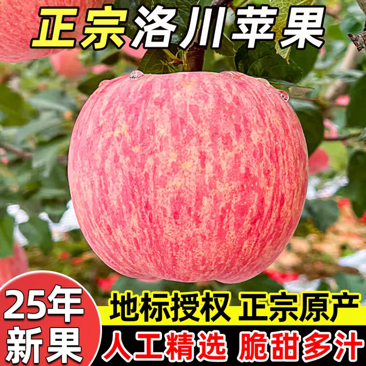 正宗陕西洛川红富士苹果新鲜苹果水果大果脆甜当季热卖中秋节礼盒