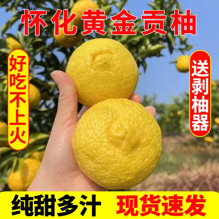 【纯甜】象山青正宗怀化黄金贡柚橙子清甜多汁春香桔柚当季水果