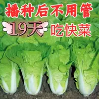 速生快菜四季奶油快菜简单易种蔬菜种子大全快速