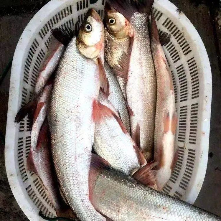 6斤/条白鱼东北冷水鱼冷水鱼