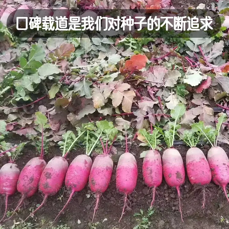 凤梨水果萝卜种子四季种蔬菜大全 （水果型）凤梨萝卜种子