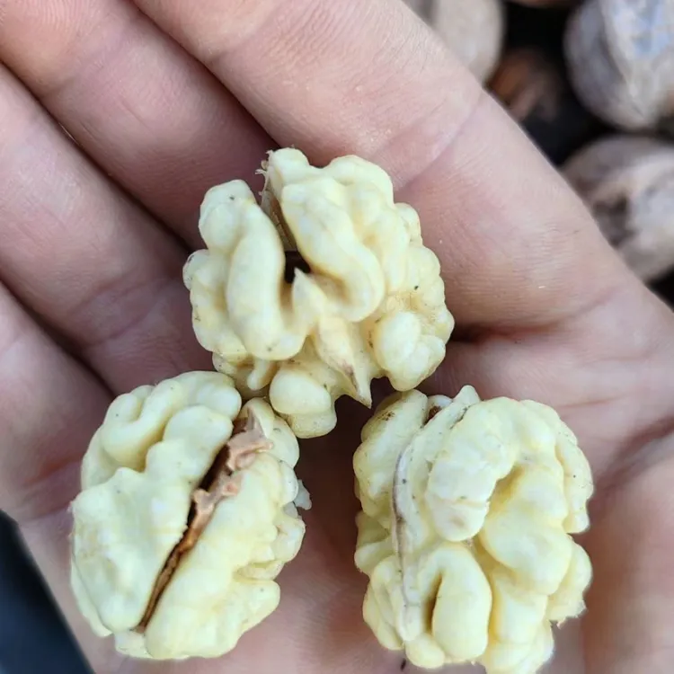 陕西秦岭老核桃树现摘现发新鲜油香核桃