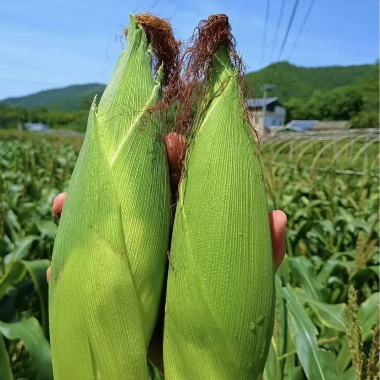 新鲜白糯玉米生鲜软糯玉米棒甜玉米甜糯玉米甜糯现摘现发非转基因