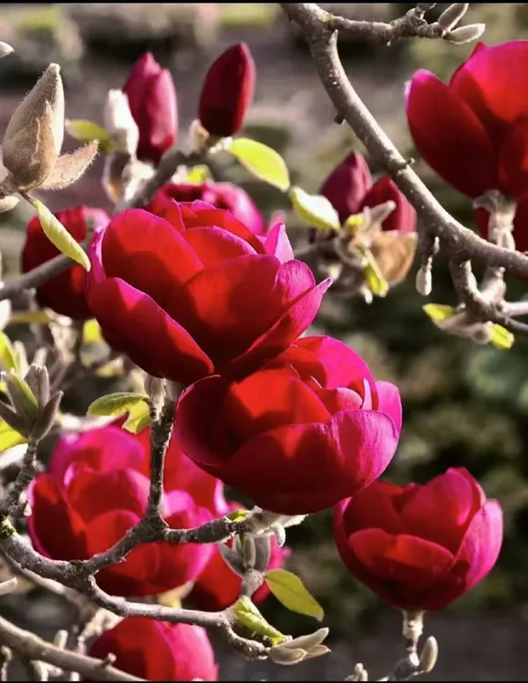 中国红三季红玉兰花玉兰树