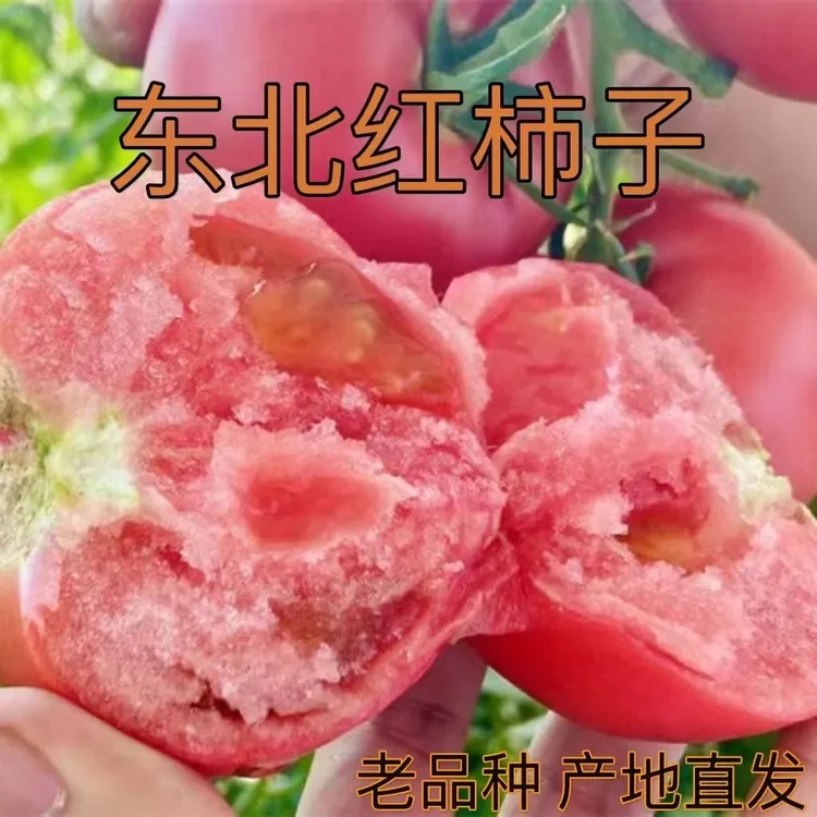 东北新鲜柿子西红柿番茄农家老品种柿子生吃沙瓤柿子现摘现发