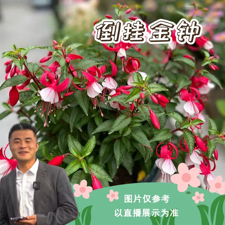 倒挂金钟盆栽地栽阳台庭院客厅